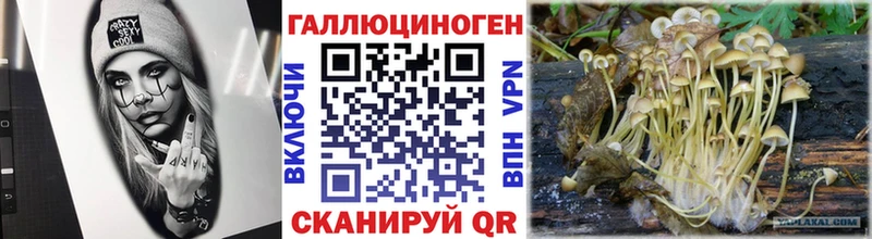 наркота  Оленегорск  Галлюциногенные грибы Psilocybine cubensis 